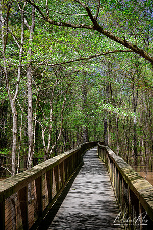Congaree NP (2021)