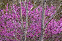 Blooming Redbud (2017)