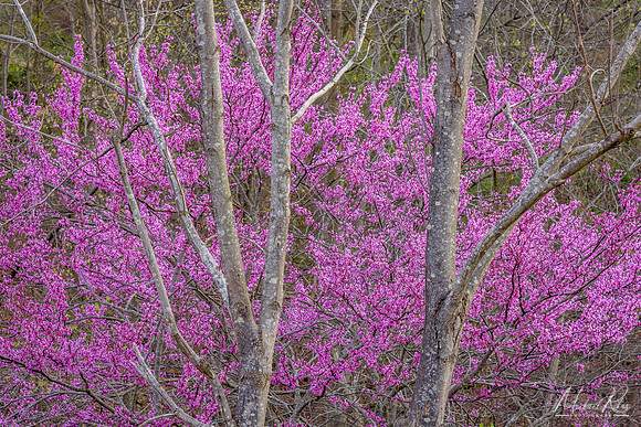 Blooming Redbud (2017)