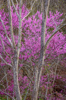 Blooming Redbud (2017)