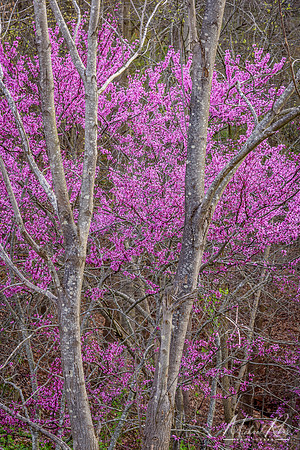 Blooming Redbud (2017)