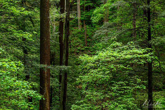 Spring Forest, Cantwell Cliffs area (2017)