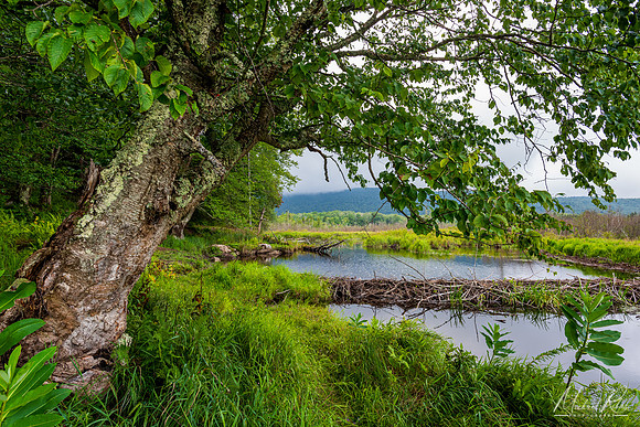 Beaver Dam, Canaan Valley (2023)