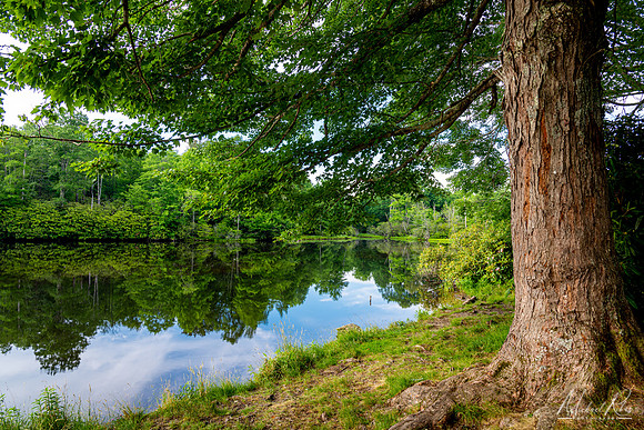 Peaceful Summer Morning on Price Lake (2022)