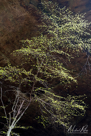 Spring Foliage at Old Man's Cave (2025)