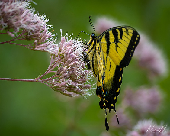 Yellow Swallowtail (2022)