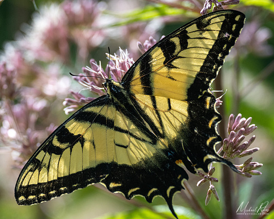 Yellow Swallowtail (2022)