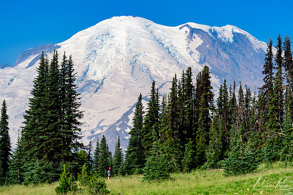 Looking up at Mt. Ranier (2017)