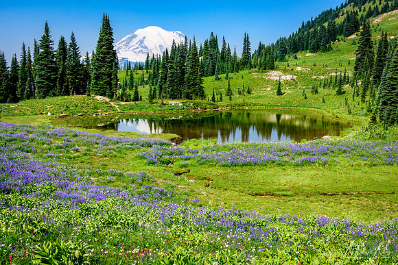 Little Tipsoo Lake and Summer Wildflowers (2017)