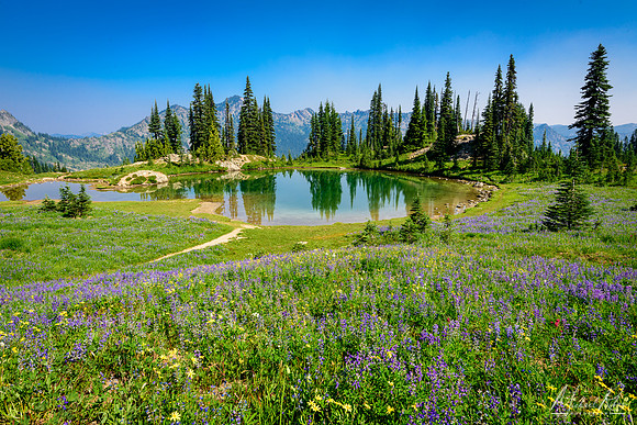 Wildfowers and Pond on the Pacific Crest Trail (2017)