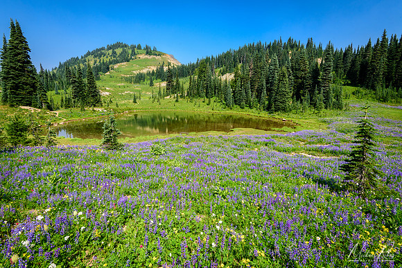 Summer Wildflowers at Mt. Ranier National Park (2017)