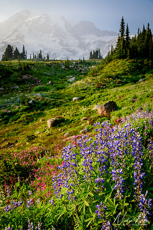 Mt. Ranier Summer Wildflowers (2017)