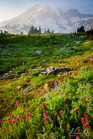 Mt. Ranier Summer Wildflowers (2017)