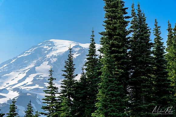 Evergreens and Mt. Ranier (2017)