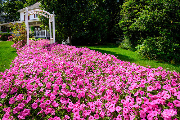Petunias, Berlin, Ohio (2017)