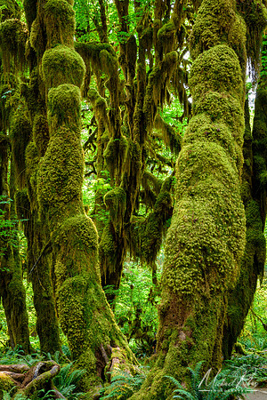 Hoh Rain Forest (2017)