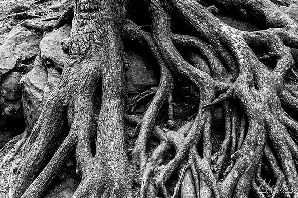 Roots (2021)