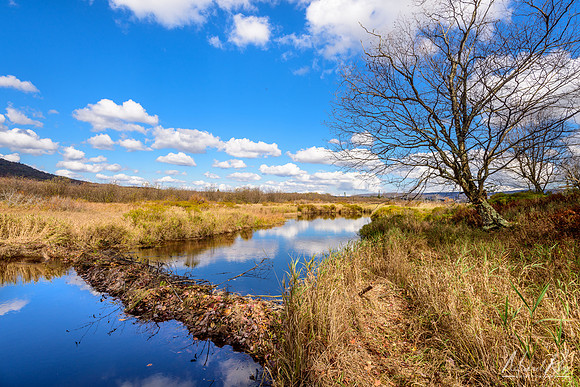 Beaver Dam, Canaan Valley (2017)