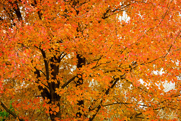 Red Maple (2017)