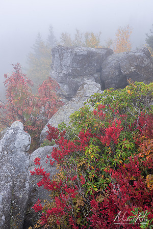 Bear Rocks Fog and Colors (2024)