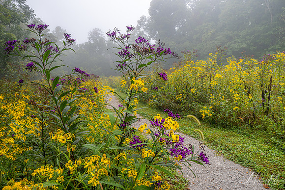 September Wildflowers (2023)