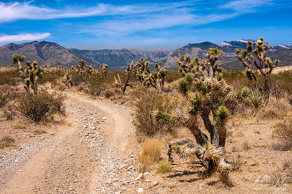Joshua Trees and Spring Mountains (2021)