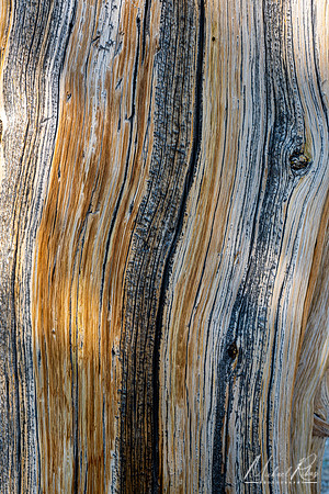 Bristlecone Pine (2021)