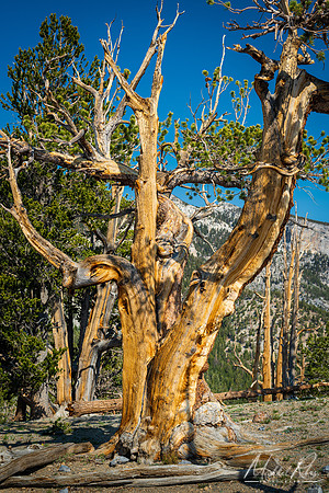 Bristlecone Pine on Mummy Mountain, Nevada (2021)