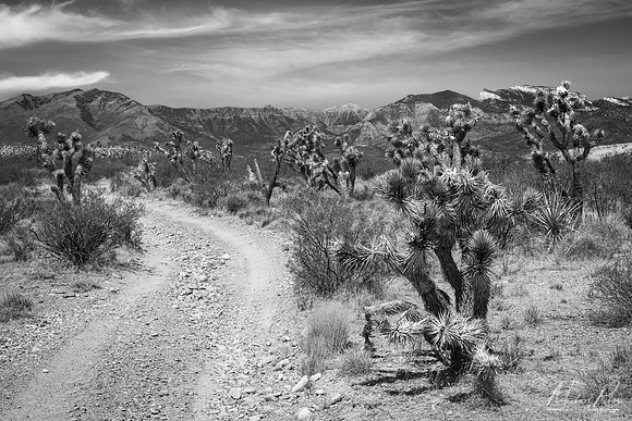 Joshua Trees and Spring Mountains (2021)