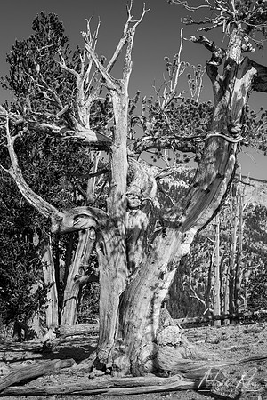 Bristlecone Pine, Nevada (2021)
