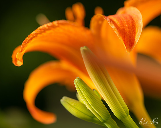 Daylilly (2021)