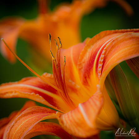 Daylilly (2021)