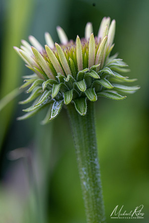 Budding Coneflower Blossum (2021)