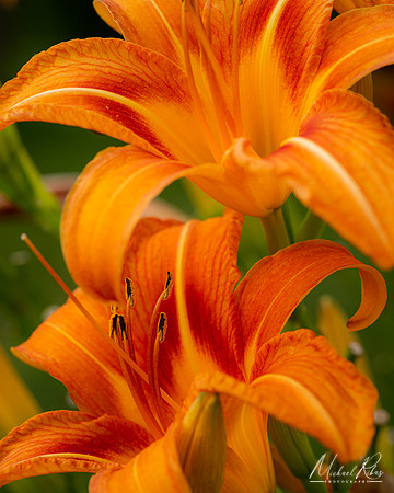 Daylilly (2021)