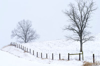 Trees and Fence in Snow (2018)