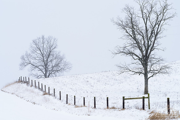 Trees and Fence in Snow (2018)