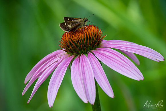 Moth and Coneflower (2021)