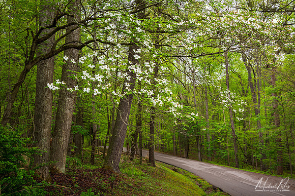 Dogwood Blossums at North Bend SP (2024)
