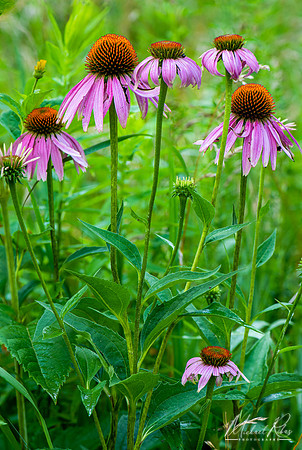 Bouquet of Coneflowers (2021)