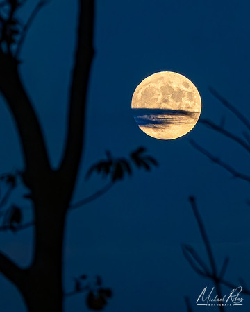 Harvest Moon (2023)