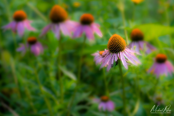 Purple Coneflowers (2021)