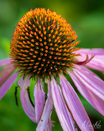 Purple Coneflower (2021)