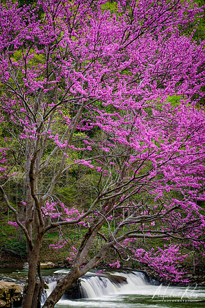Redbud at Valley Falls (2018)