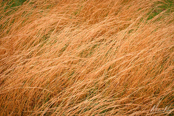 Golden Grasses (2018)