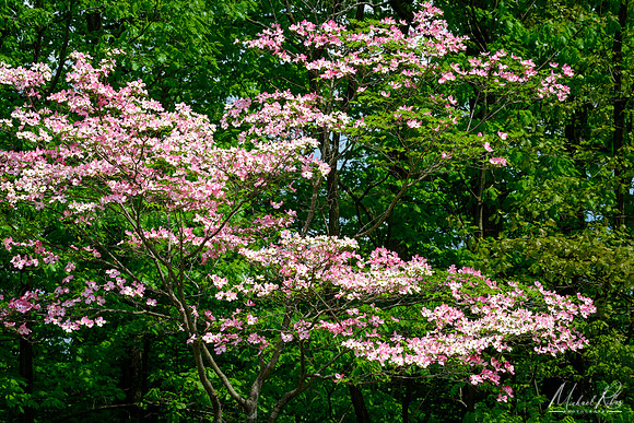 Pink Dogwoods (2018)