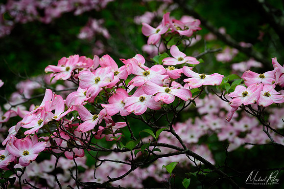 Pink Dogwood Blossums (2018)