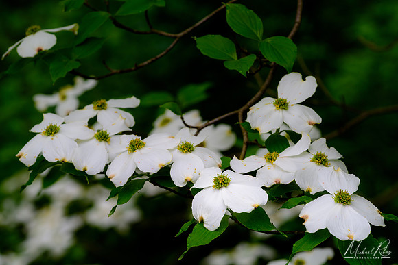 Dogwood Blossums (2018)