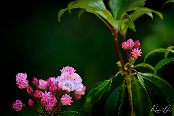 Blooming Azalea, Dolly Sods (2018)