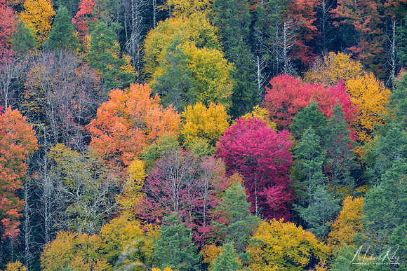 Blackwater Canyon Fall Foliage (2023)