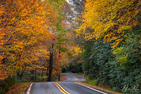Blackwater Falls Road in Autumn (2023)